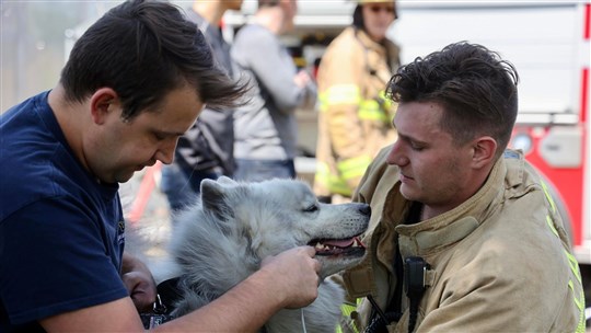 Dog and cat rescued from apartment fire