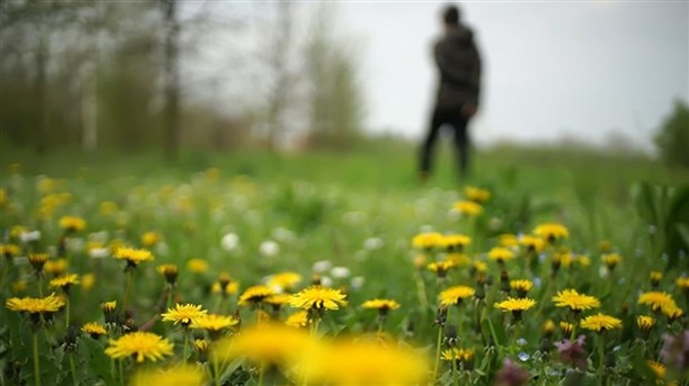 64 % des répondants à notre sondage maison adhèrent au Défi Pissenlits 