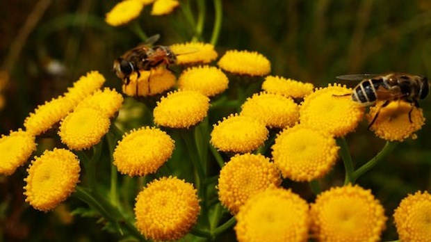 La Ville de Salaberry-de-Valleyfield s'engage pour la biodiversité