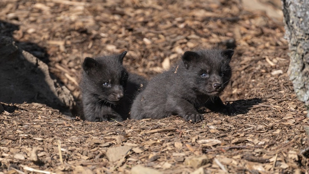 Four silver red foxes recently born at Ecomuseum Zoo