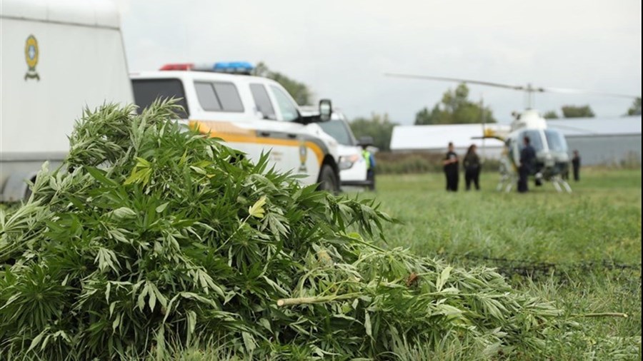 Éradication des cultures extérieures de cannabis