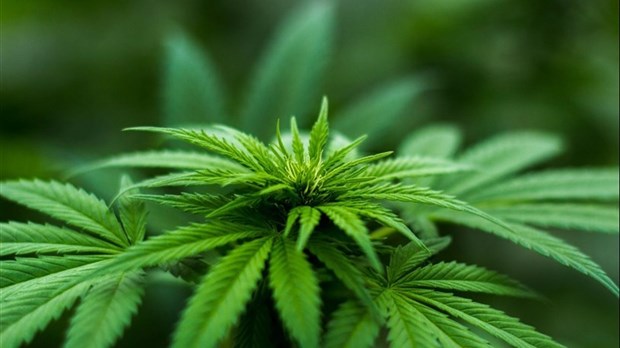 La lutte à la culture extérieure de cannabis continue