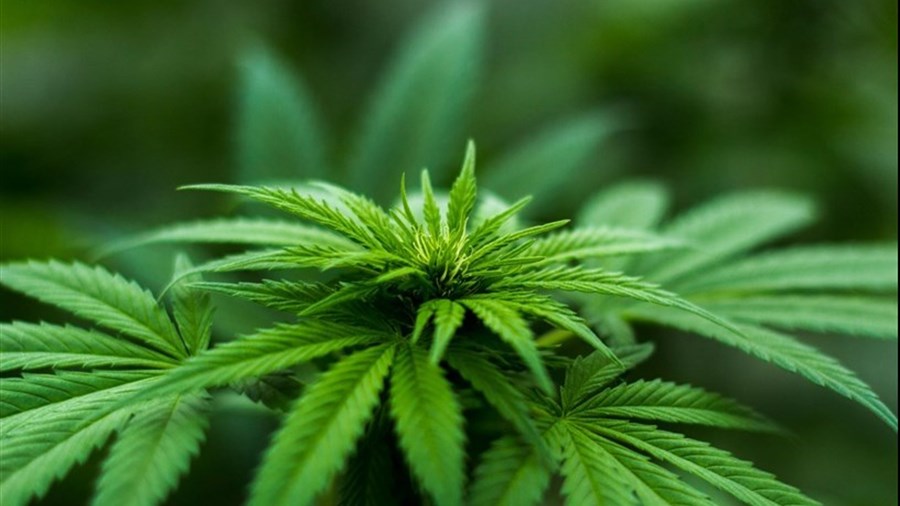 La lutte à la culture extérieure de cannabis continue