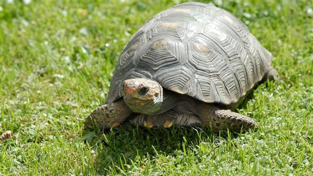 Participez à la préservation des tortues ce samedi à Les Coteaux 