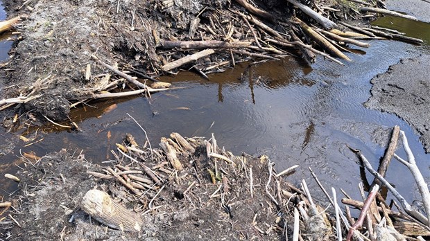 Un lac s'assèche sur le mont Rigaud