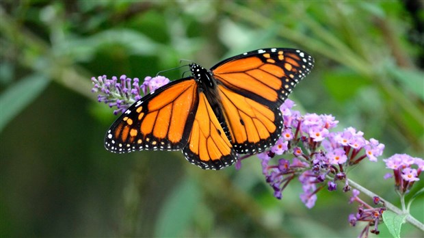 Pourquoi le papillon monarque est-il en danger et que pouvons-nous faire pour l'aider ?