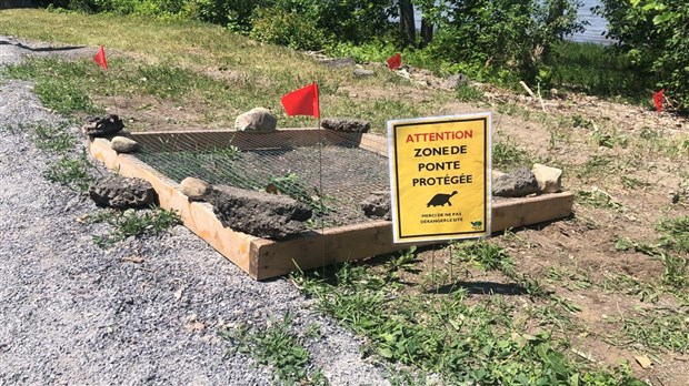 Safety enclosure set up to protect snapping turtle eggs