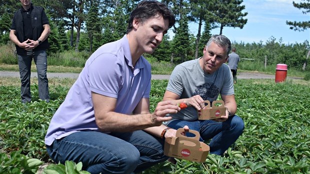 Cueillette de fraises à la Ferme Quinn pour Justin Trudeau