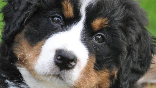 Rencontre avec un expert canin ce dimanche à Beauharnois 