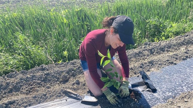 Nearly 22 hectares of farmland to be developed in 2023 in Montérégie  