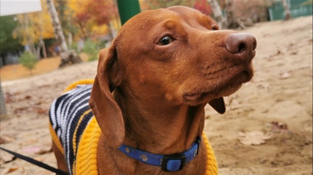 Canicule: les chiens devraient-ils être acceptés dans certains commerces?