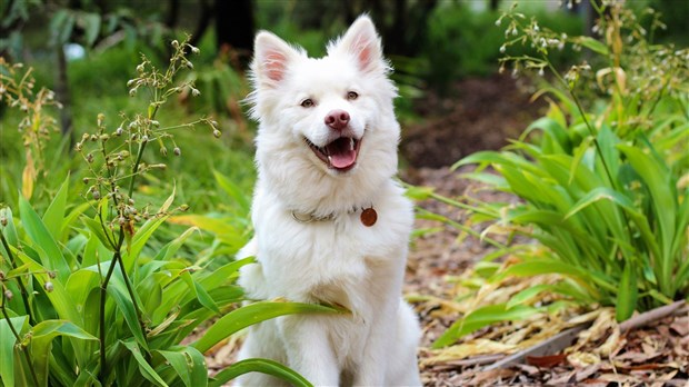 En période de canicule, les chiens devraient-ils être acceptés dans certains commerces?