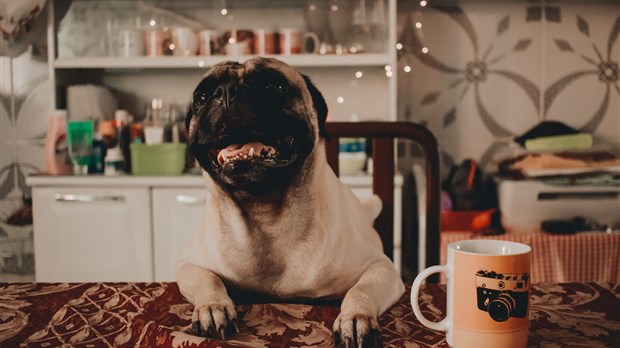 Yes, dogs should be more welcome in public places