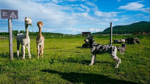 Les lecteurs souhaitent plus d'accessibilité pour les chiens