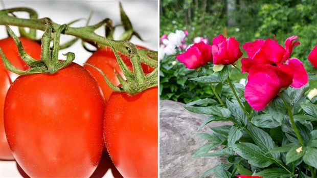 Que préférez-vous: jardin de fleurs ou potager?