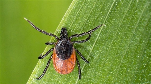 Maladie de Lyme : Comment se protéger contre les tiques?