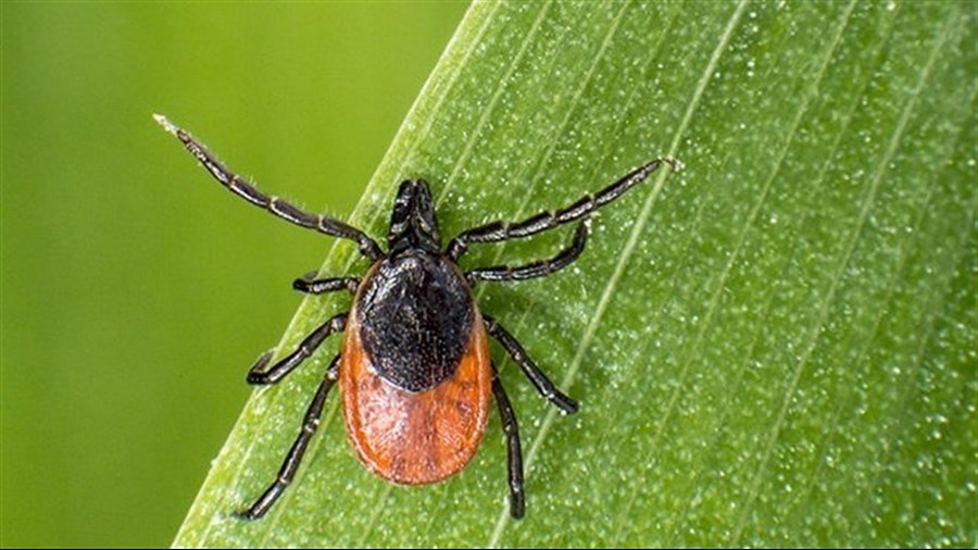 Maladie de Lyme : Comment se protéger contre les tiques?