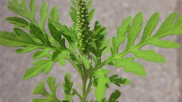 Spreading ecological herbicide to control ragweed