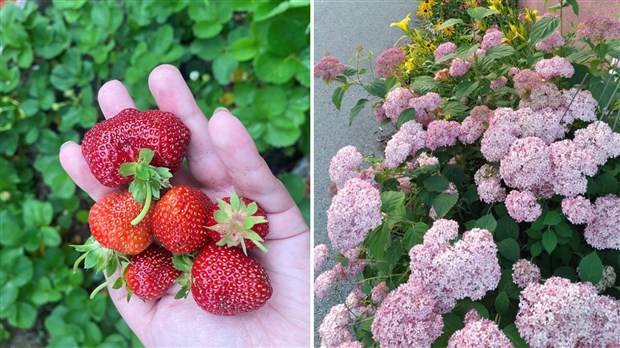 Obtenir un équilibre avec la nature en ayant un potager et des fleurs