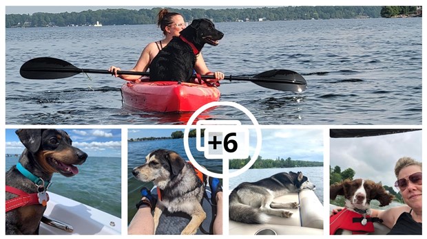 Gallery 2: Your pets on vacation