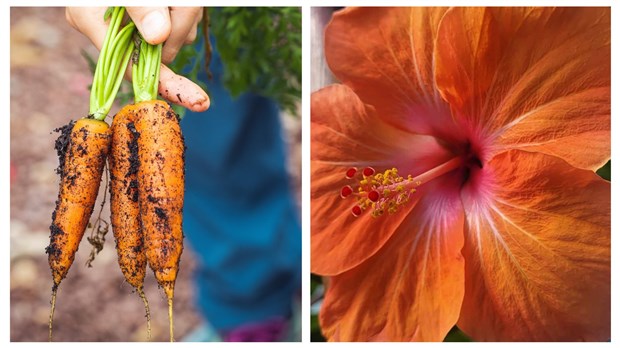 Balancing nature with a vegetable garden and flowers