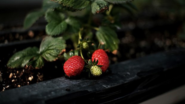 Help Pointe-Fortune realize its edible planting project