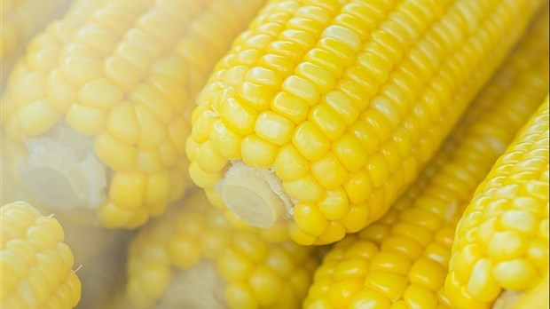 Where's the best corncob in the region? 