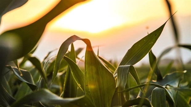 Where do you find the best corn in the region?  