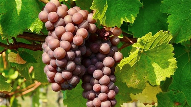 La Société d'horticulture vous convie à une visite guidée du Vignoble Le bourg des Cèdres 