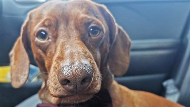 Une nouvelle entreprise prend en charge la gestion animalière à Beauharnois 