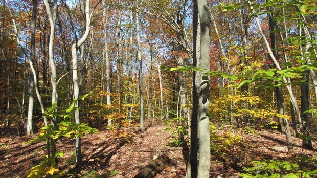 Les milieux naturels protégés à perpétuité au mont Rigaud gagnent 19 hectares