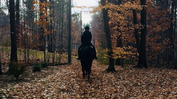 Walk with the horses of Club équestre Les Forestiers