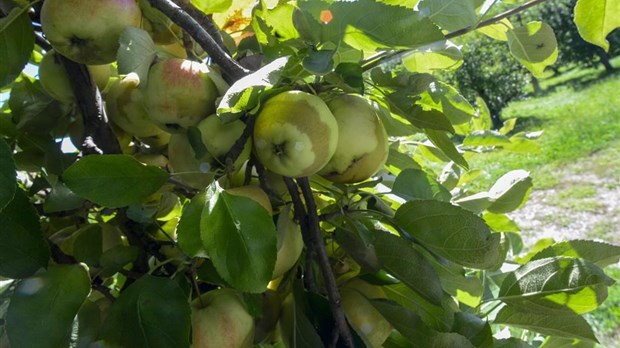 Les producteurs de pommes veulent adapter les vergers aux changements climatiques