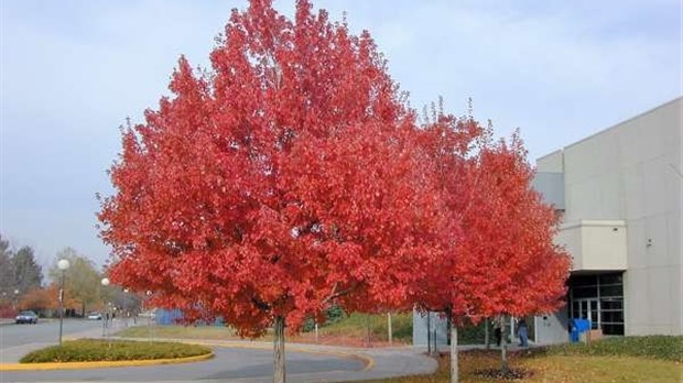 Plantez un arbre à Pincourt jusqu'à la fin de septembre