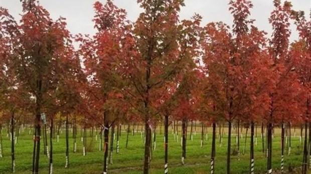 Plant a tree in Pincourt until the end of September