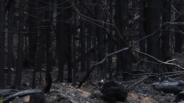 Climat et aménagement des forêts: un vaste chantier est nécessaire