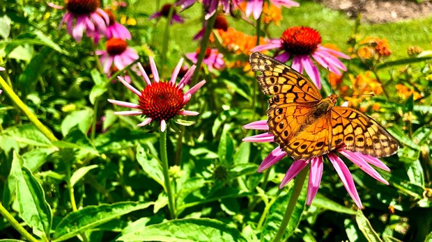 The SHESL partners with the David Suzuki Foundation