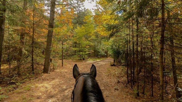 Walk along with riders from Club Équestre Les Forestiers this sunday 