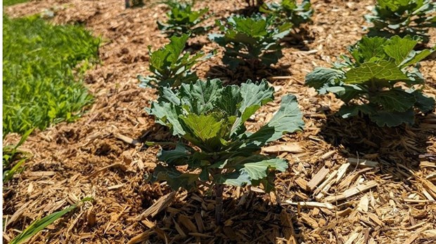 Les Coteaux va planter 260 arbres indigènes sur son territoire cet automne 
