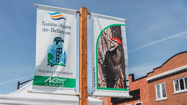 Sainte-Anne-de-Bellevue unveils its emblematic bird