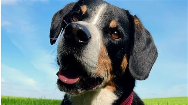 Un nouveau service de contrôle animalier à Sainte-Martine 