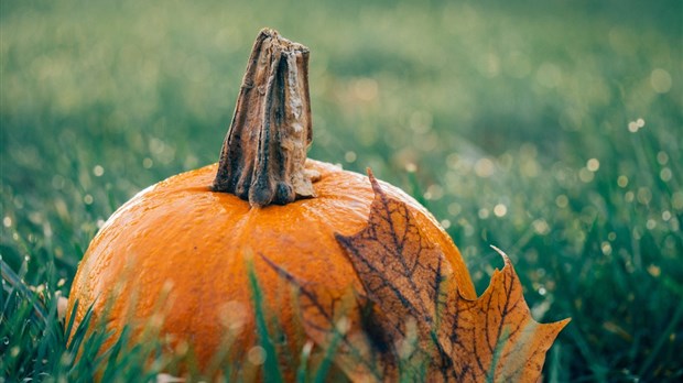 Halloween fun at Harwood Nature Park
