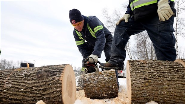 Travaux d'élagage et d'abattage d'arbres à Vaudreuil-Dorion 