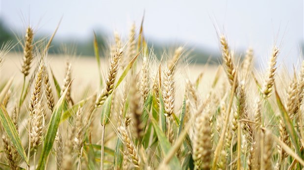 Les Cèdres et NDIP se mobilisent pour la mise en place de mesures de protection de la zone agricole 