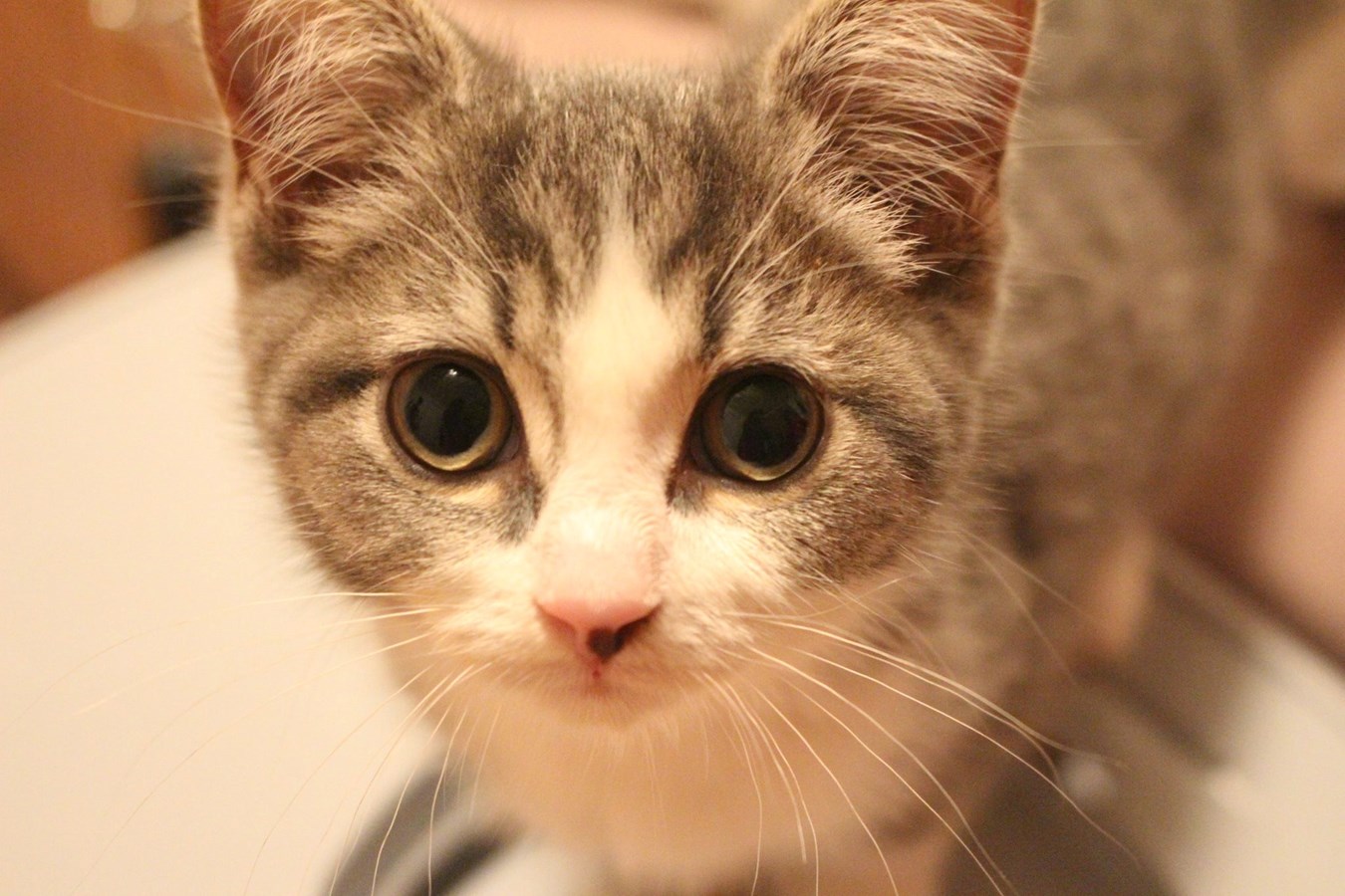 Cat shelters how to care for stray cats in winter?