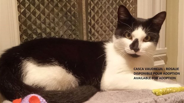 Cat shelters: how to care for stray cats in winter?