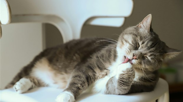 Réglement au Québec : le dégriffage des chats est interdit