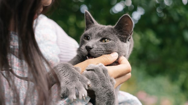 From February 10: declawing of cats and other measures will be prohibited 