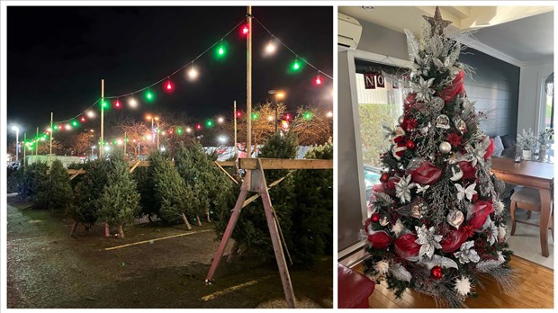 Arbre de Noël : naturel ou artificiel? Là est la question