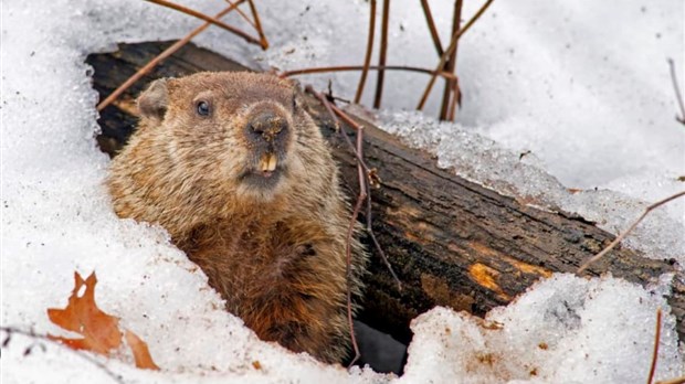 Jour de la marmotte: le printemps est à nos portes